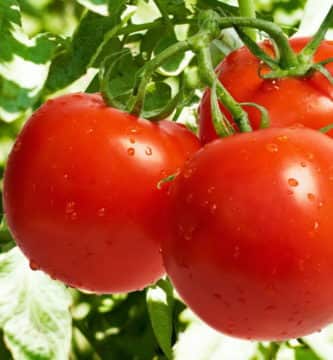 propiedades del tomate