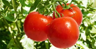 propiedades del tomate