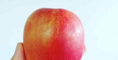 Comer manzana engorda