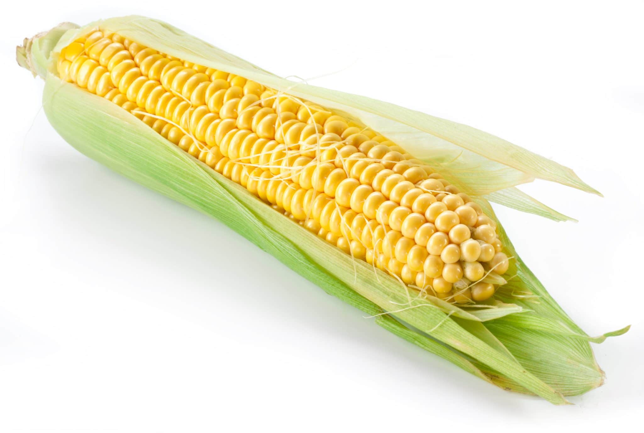 Comer choclo de noche engorda Análisis Bajar de Peso